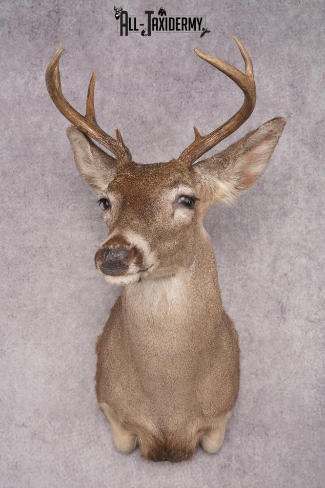 Coues Deer Shoulder Mount SKU 2846