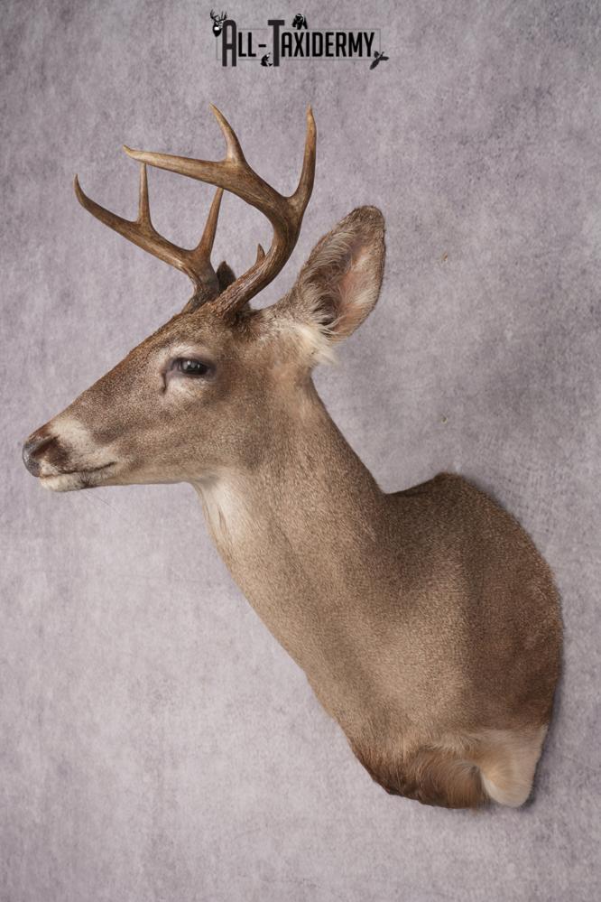 Coues Deer Shoulder Mount SKU 2846 - Image 8