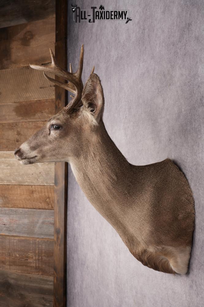 Coues Deer Shoulder Mount SKU 2846 - Image 7