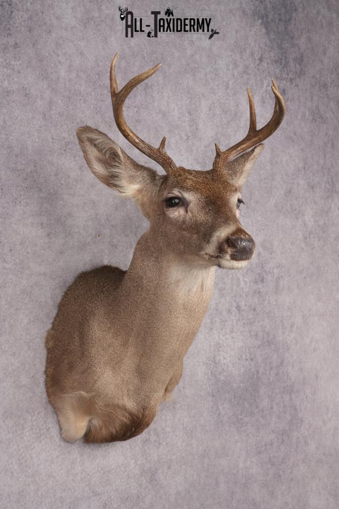 Coues Deer Shoulder Mount SKU 2846 - Image 6