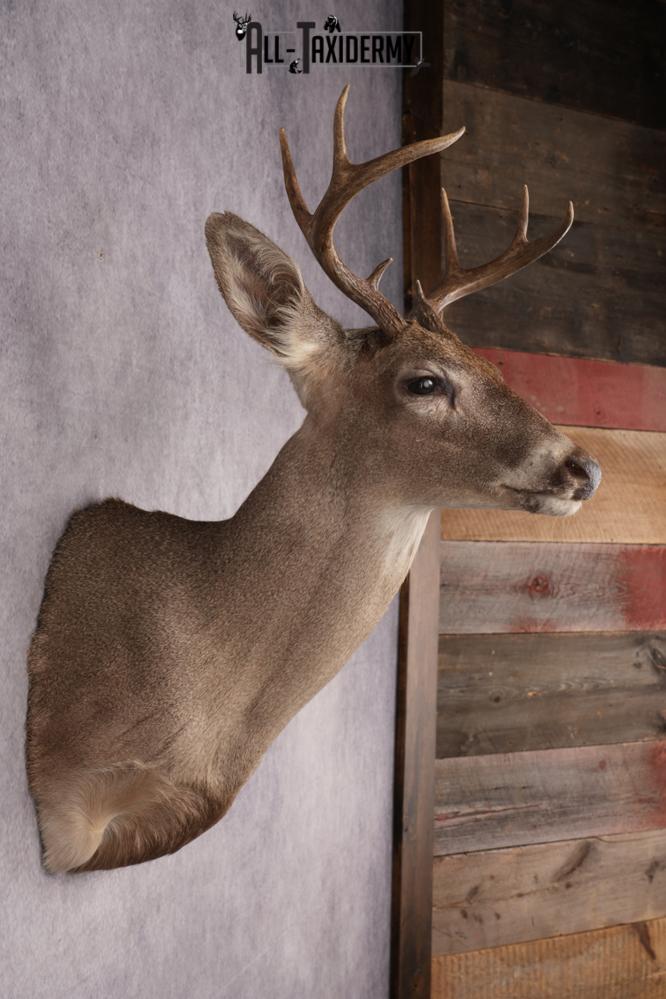 Coues Deer Shoulder Mount SKU 2846 - Image 5