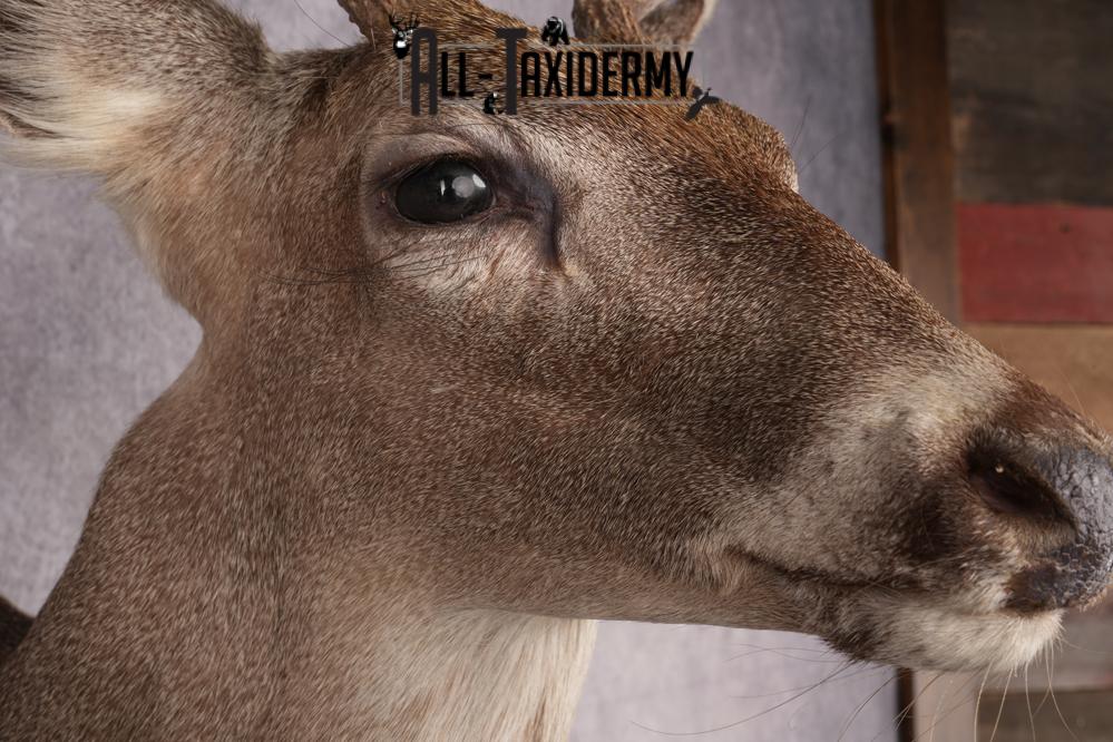 Coues Deer Shoulder Mount SKU 2846 - Image 4