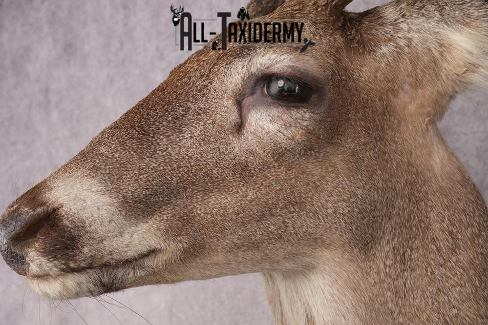 Coues Deer Shoulder Mount SKU 2846 - Image 3