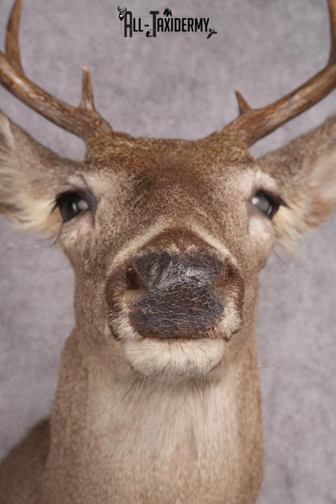 Coues Deer Shoulder Mount SKU 2846 - Image 2