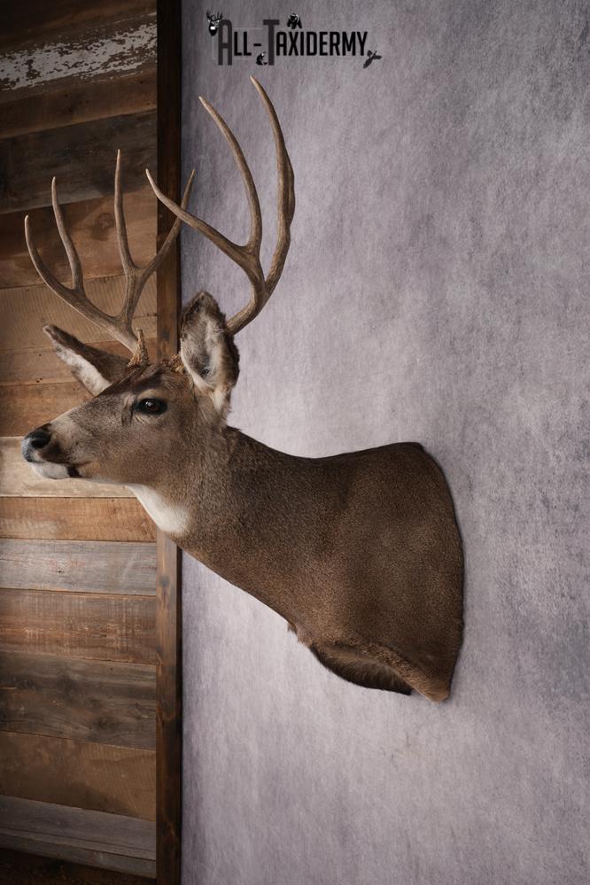 Mule Deer Taxidermy Shoulder Mount SKU 2883 - Image 7