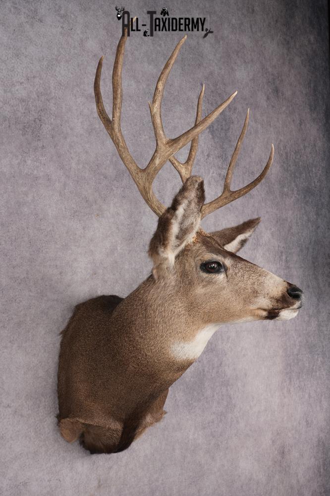 Mule Deer Taxidermy Shoulder Mount SKU 2883 - Image 6