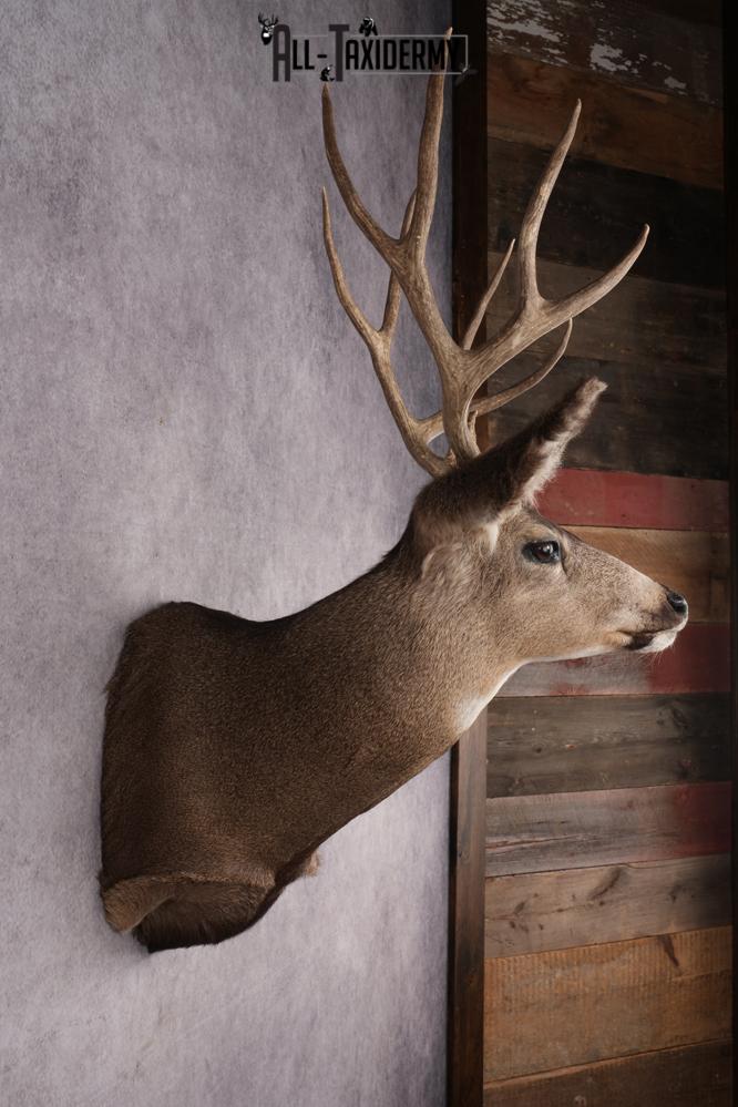 Mule Deer Taxidermy Shoulder Mount SKU 2883 - Image 5