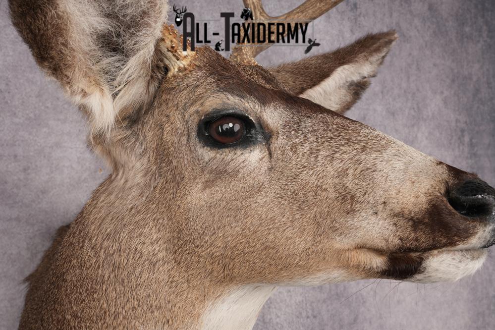 Mule Deer Taxidermy Shoulder Mount SKU 2883 - Image 4
