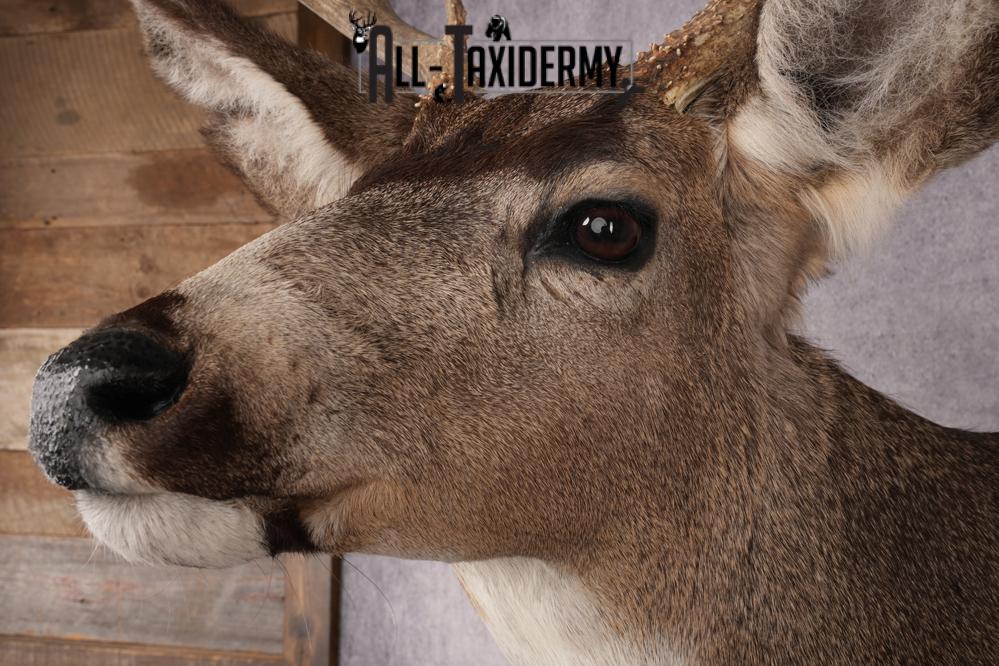 Mule Deer Taxidermy Shoulder Mount SKU 2883 - Image 3
