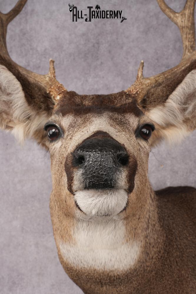 Mule Deer Taxidermy Shoulder Mount SKU 2883 - Image 2