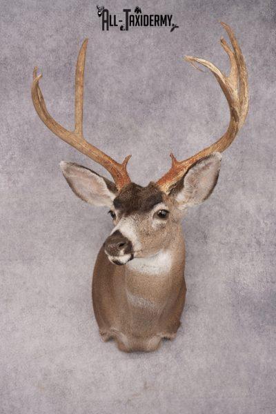 Sitka Black Tail Deer Shoulder Mount SKU 2885