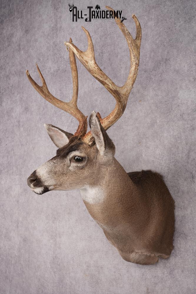 Sitka Black Tail Deer Shoulder Mount SKU 2885 - Image 8