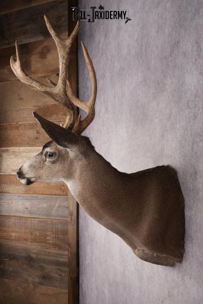 Sitka Black Tail Deer Shoulder Mount SKU 2885 - Image 7