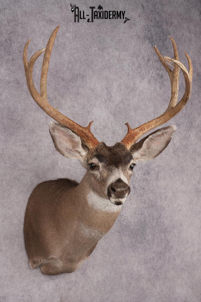 Sitka Black Tail Deer Shoulder Mount SKU 2885 - Image 6