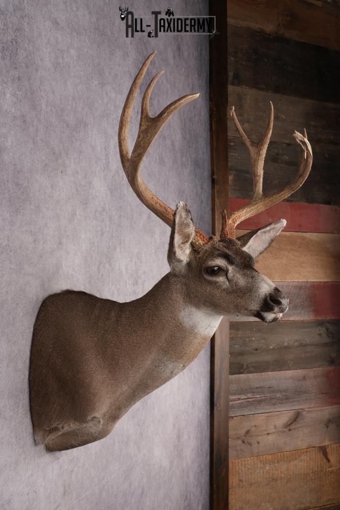 Deer Shoulder Mounts