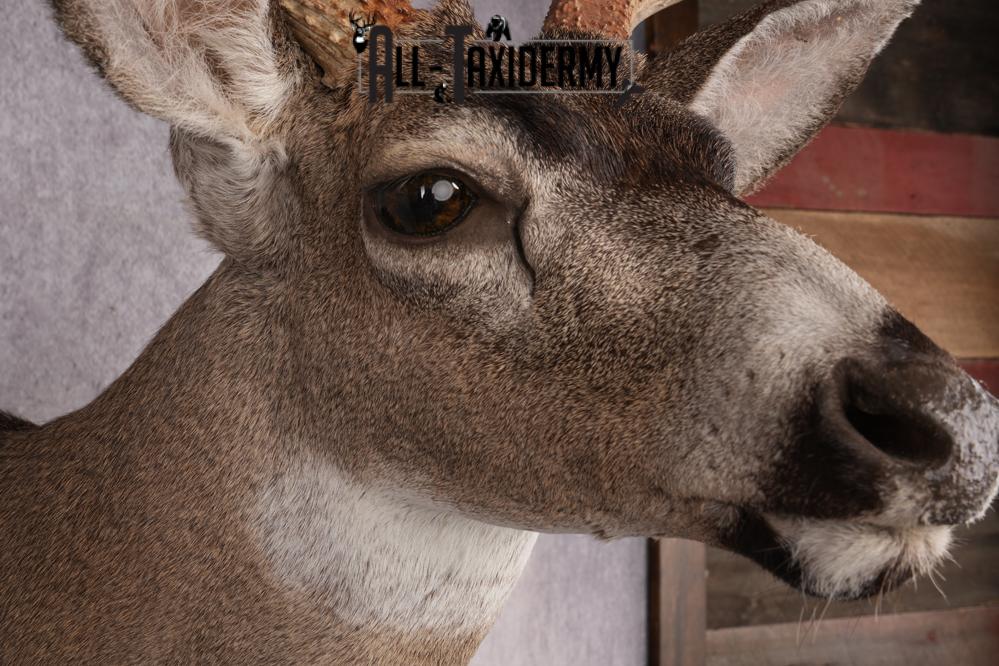 Sitka Black Tail Deer Shoulder Mount SKU 2885 - Image 4