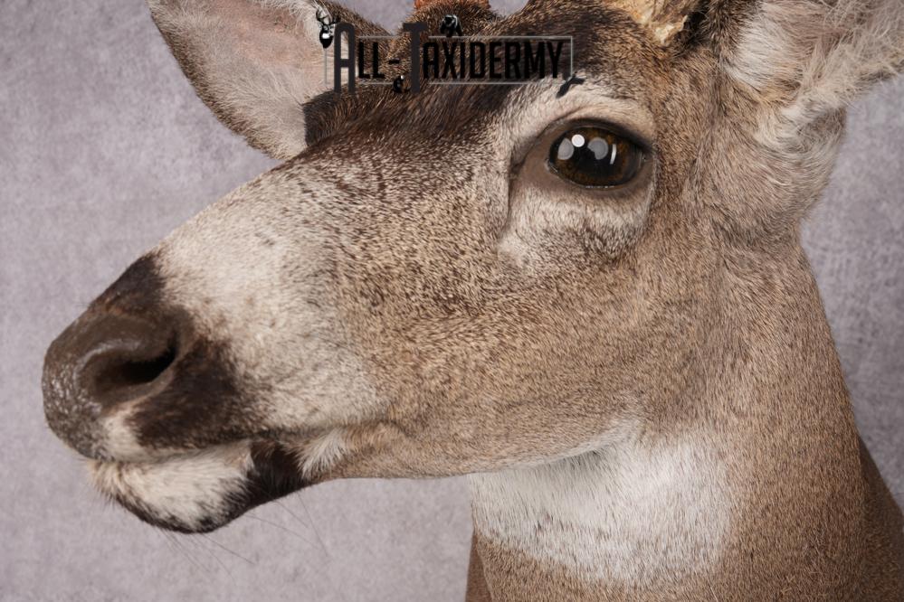 Sitka Black Tail Deer Shoulder Mount SKU 2885 - Image 3