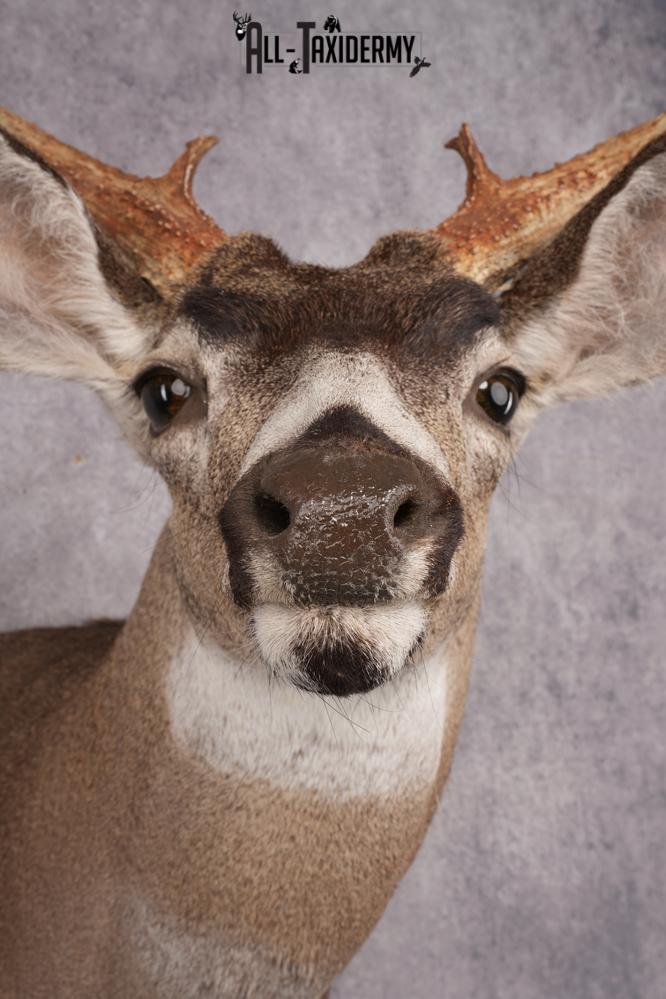 Sitka Black Tail Deer Shoulder Mount SKU 2885 - Image 2