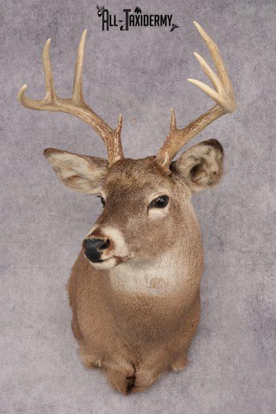 Whitetail Deer Shoulder Mount SKU 2888