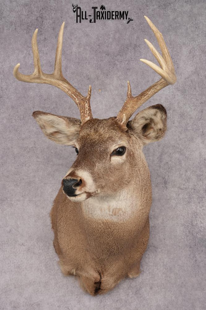 Whitetail Deer Shoulder Mount SKU 2888