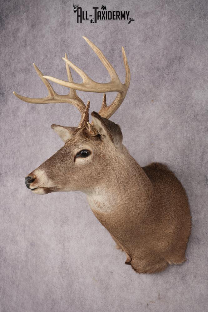 Whitetail Deer Shoulder Mount SKU 2888 - Image 8