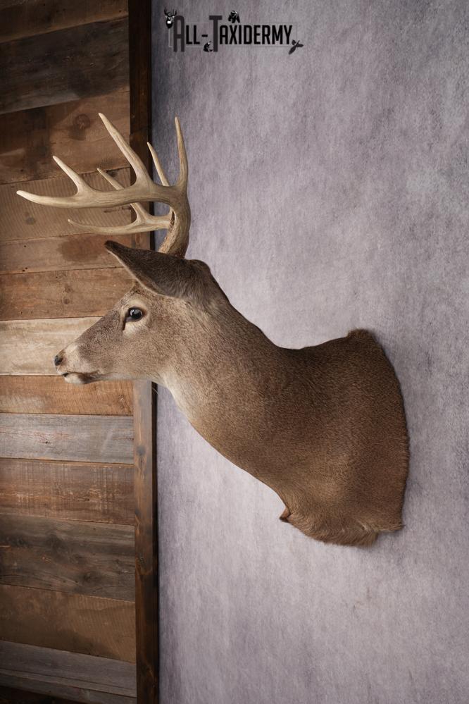 Whitetail Deer Shoulder Mount SKU 2888 - Image 7