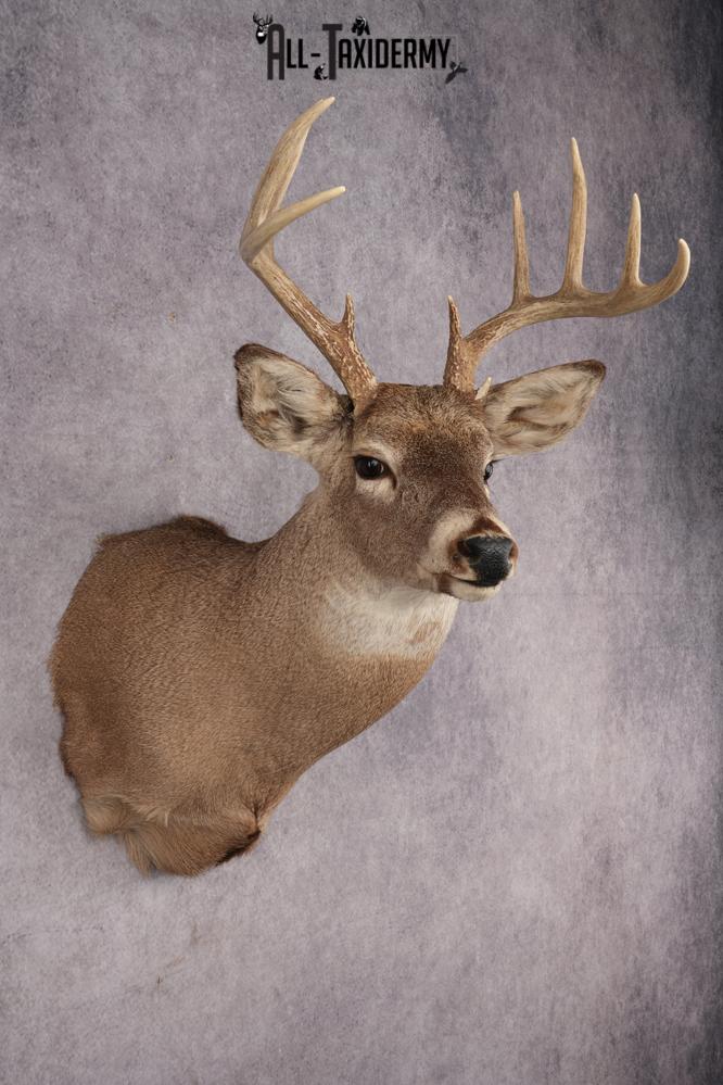 Whitetail Deer Shoulder Mount SKU 2888 - Image 6