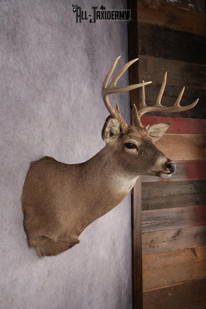 Whitetail Deer Shoulder Mount SKU 2888 - Image 5