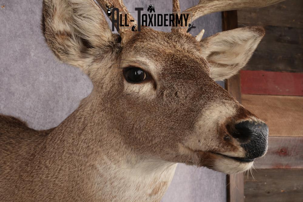 Whitetail Deer Shoulder Mount SKU 2888 - Image 4