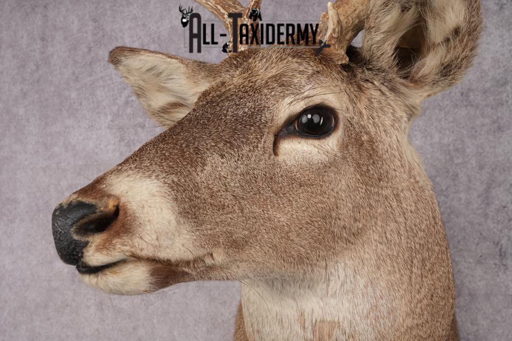 Whitetail Deer Shoulder Mount SKU 2888 - Image 3