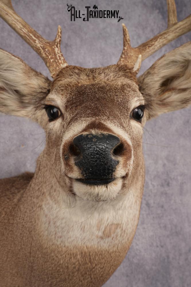 Whitetail Deer Shoulder Mount SKU 2888 - Image 2