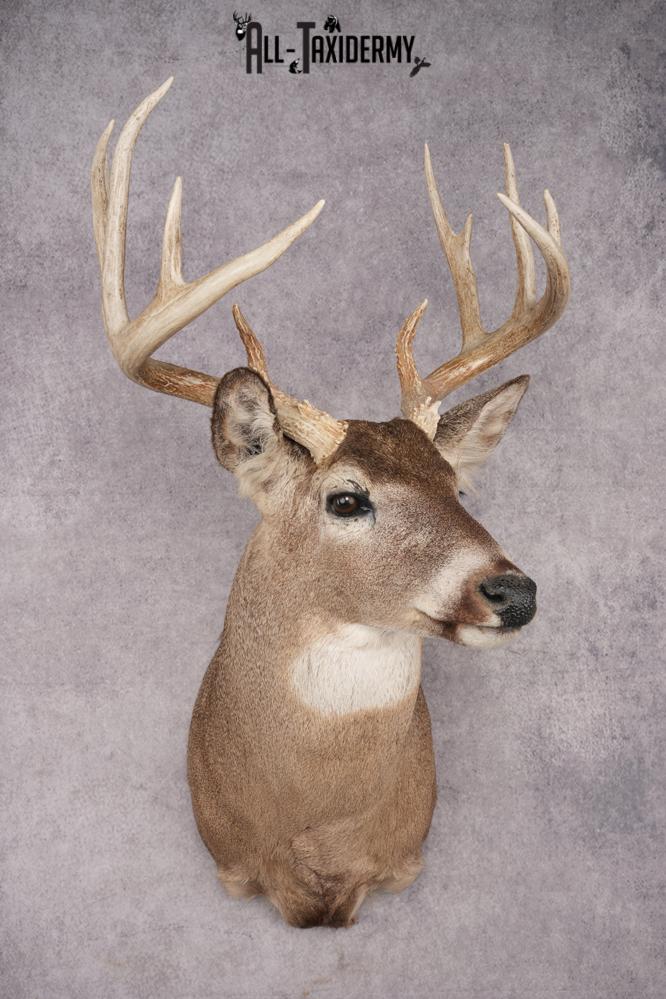 Whitetail Deer Shoulder Mount SKU 2880