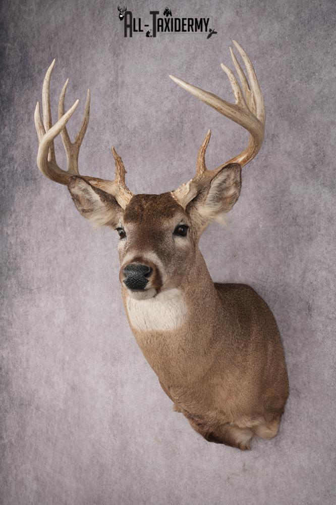 Whitetail Deer Shoulder Mount SKU 2880 - Image 8