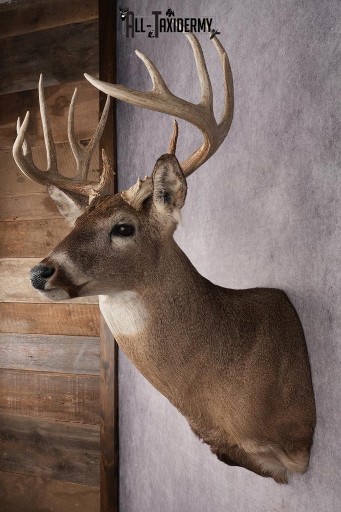 Whitetail Deer Shoulder Mount SKU 2880 - Image 7
