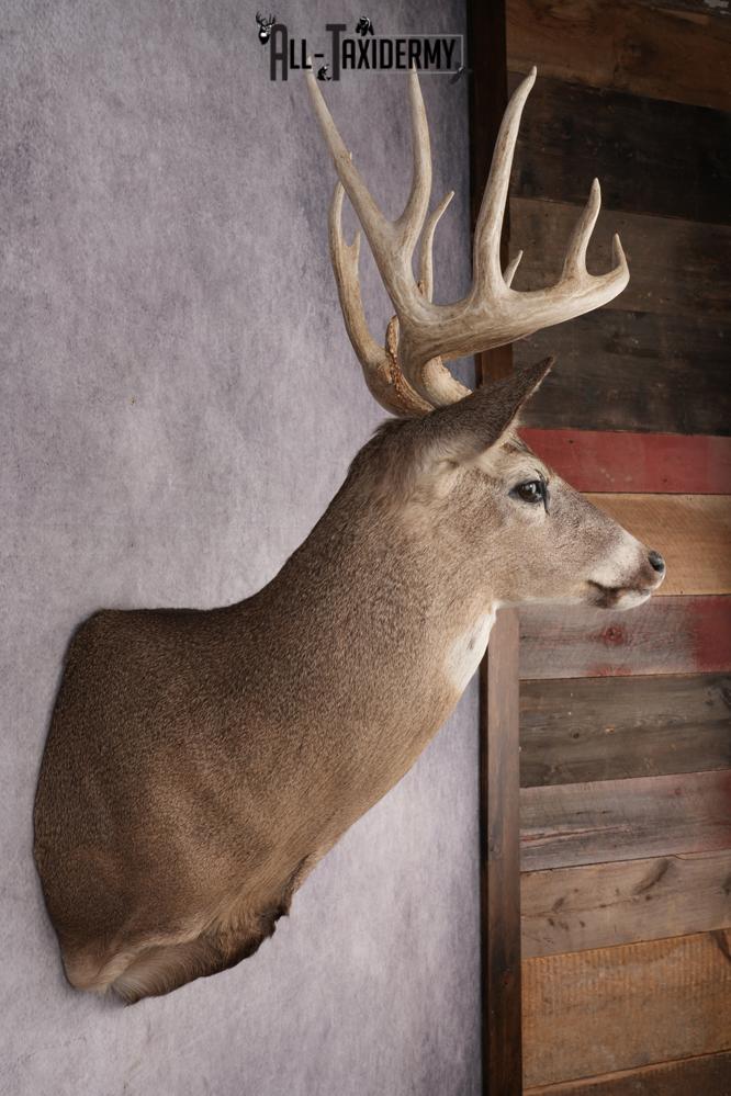 Whitetail Deer Shoulder Mount SKU 2880 - Image 5
