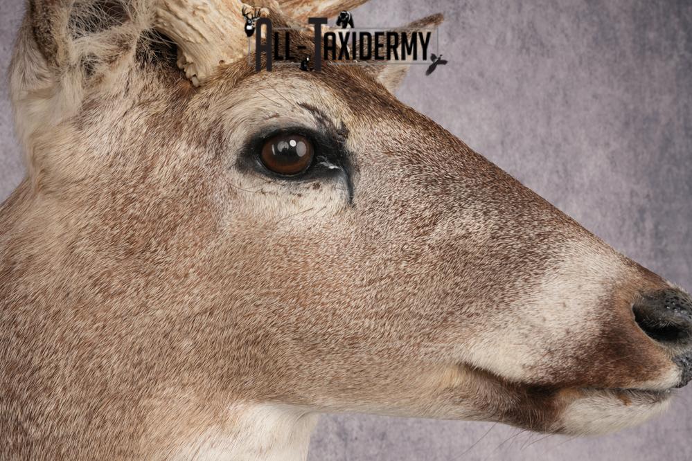 Whitetail Deer Shoulder Mount SKU 2880 - Image 4