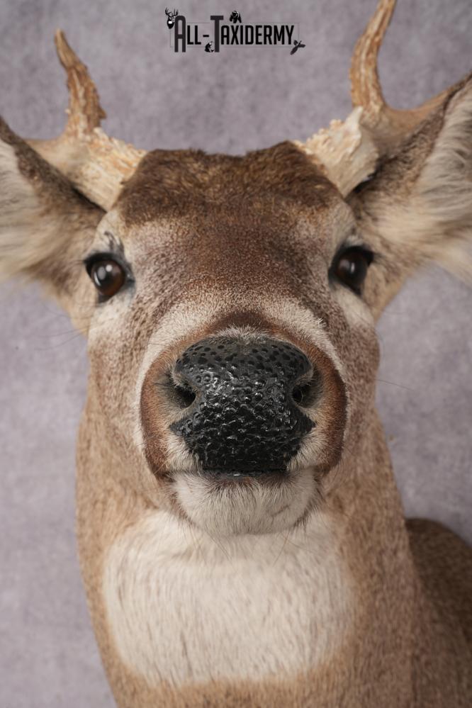 Whitetail Deer Shoulder Mount SKU 2880 - Image 2
