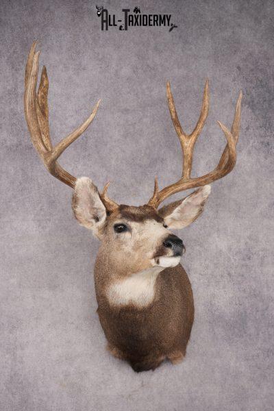 Mule Deer Shoulder Mount SKU 2899