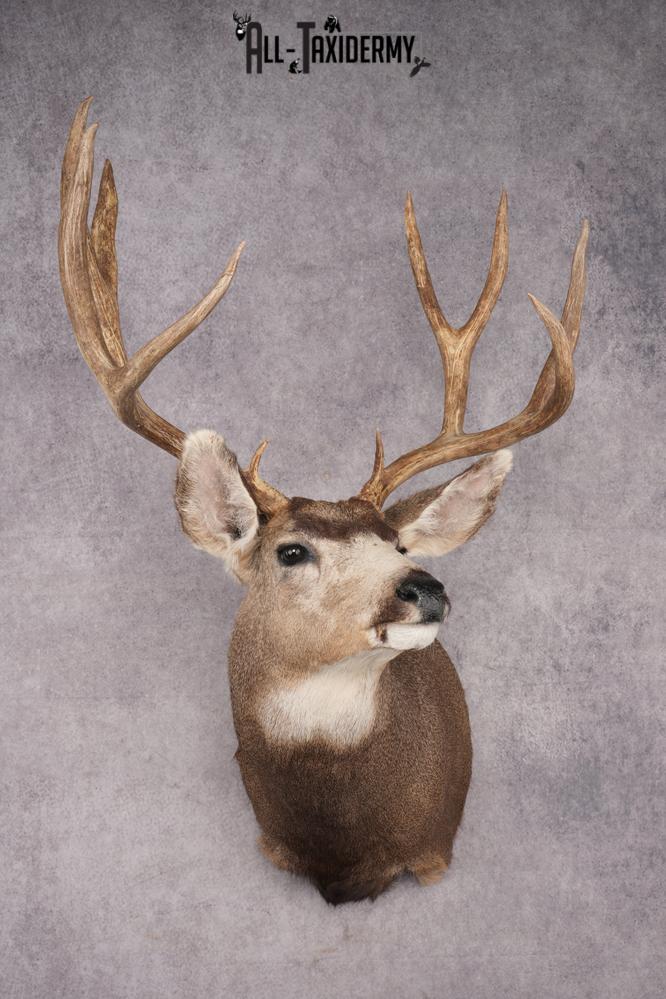 Mule Deer Shoulder Mount SKU 2899
