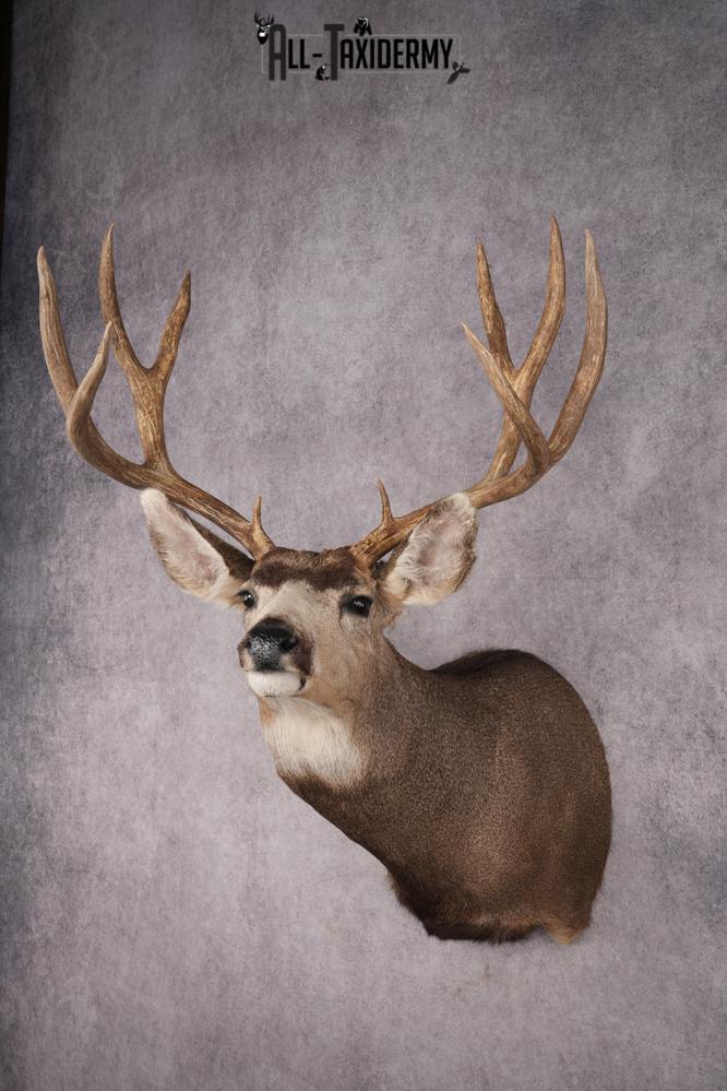 Mule Deer Shoulder Mount SKU 2899 - Image 8