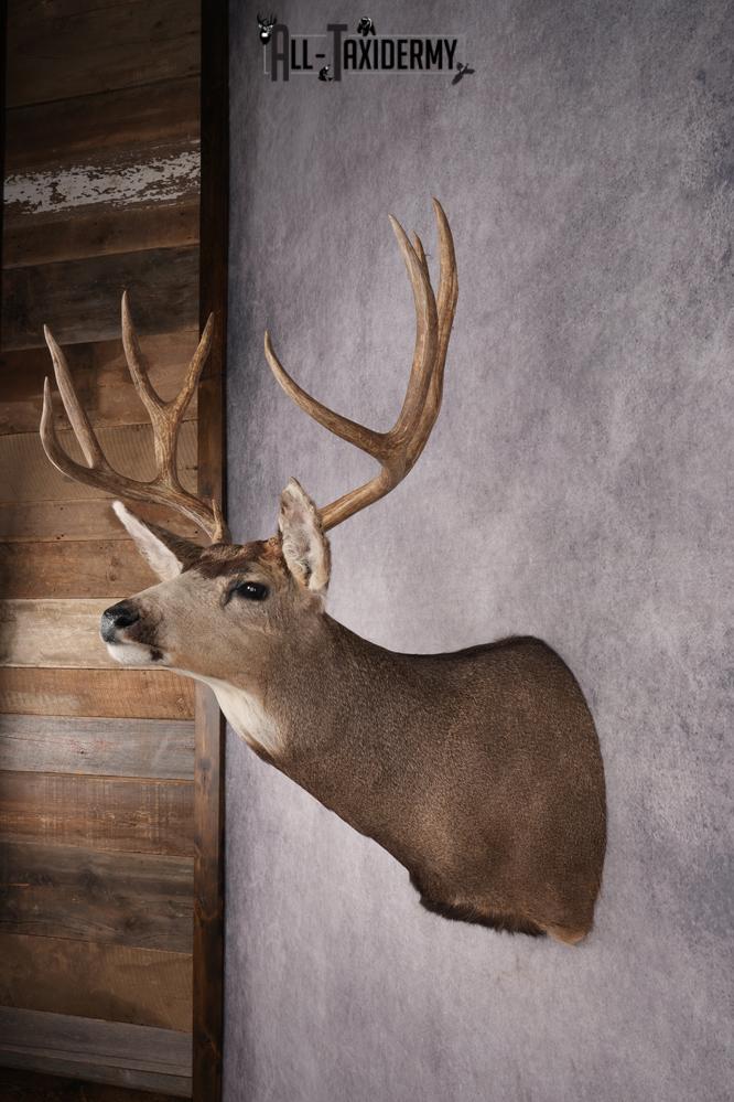 Mule Deer Shoulder Mount SKU 2899 - Image 7
