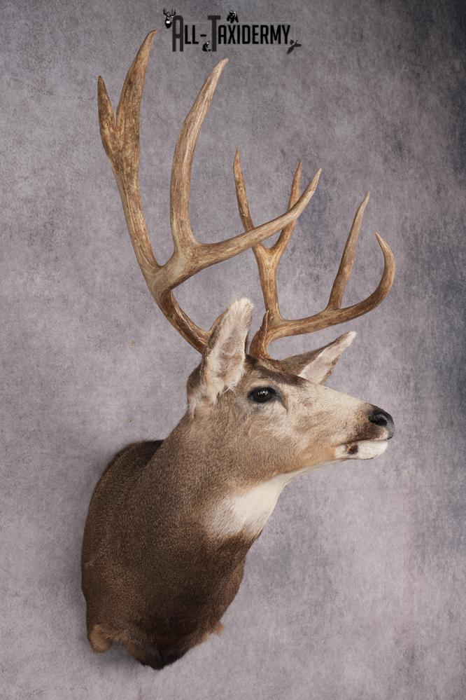 Mule Deer Shoulder Mount SKU 2899 - Image 6