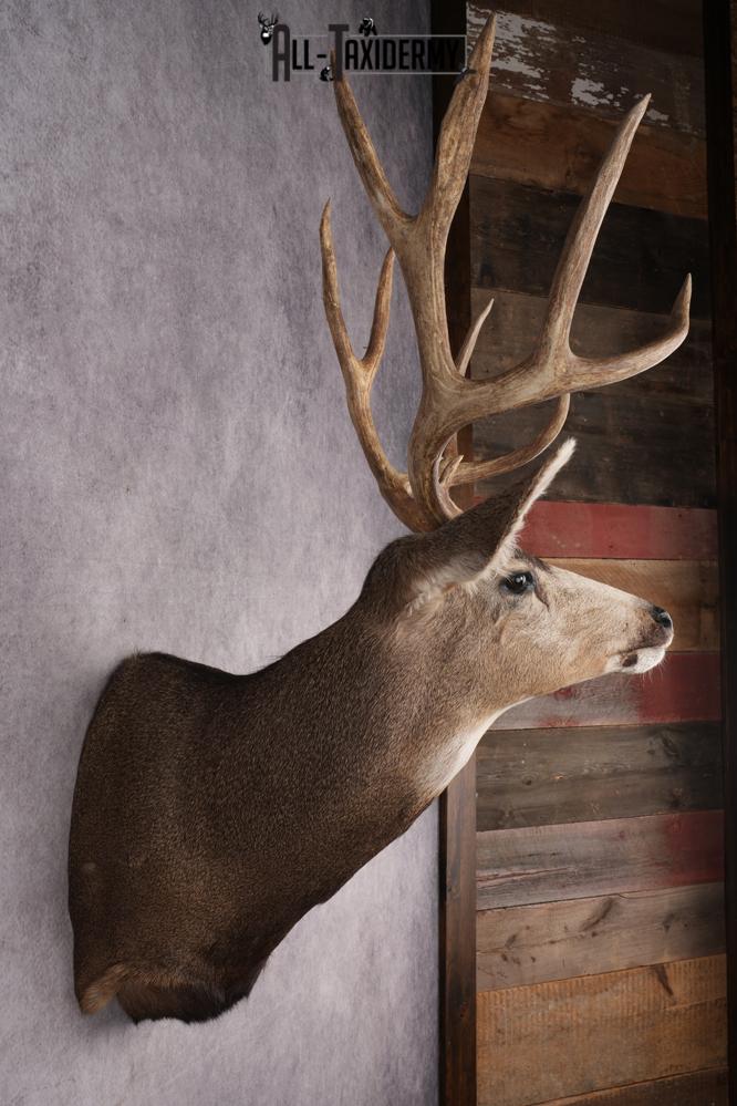 Mule Deer Shoulder Mount SKU 2899 - Image 5