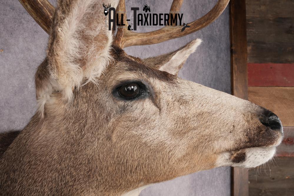 Mule Deer Shoulder Mount SKU 2899 - Image 4