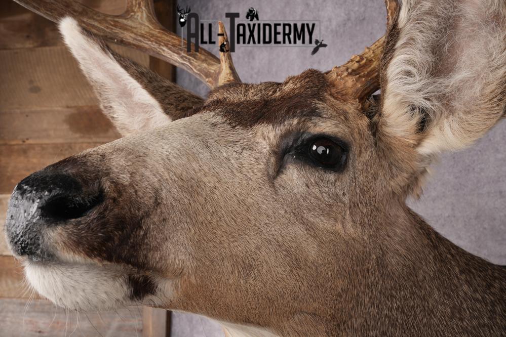Mule Deer Shoulder Mount SKU 2899 - Image 3
