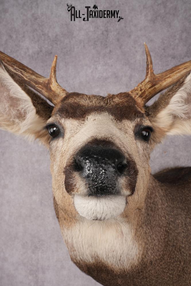Mule Deer Shoulder Mount SKU 2899 - Image 2
