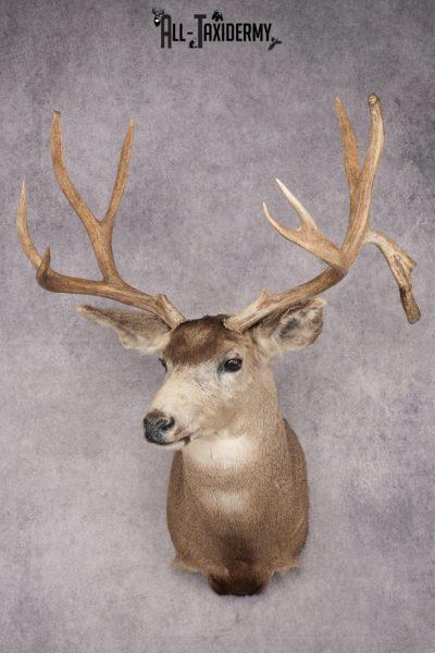 Mule Deer Shoulder Mount SKU 2898