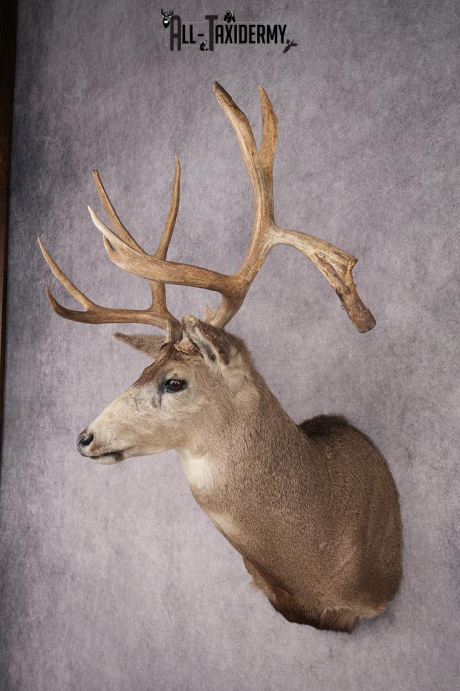 Mule Deer Shoulder Mount SKU 2898 - Image 8