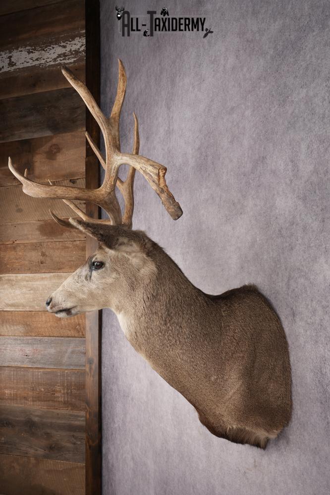 Mule Deer Shoulder Mount SKU 2898 - Image 7