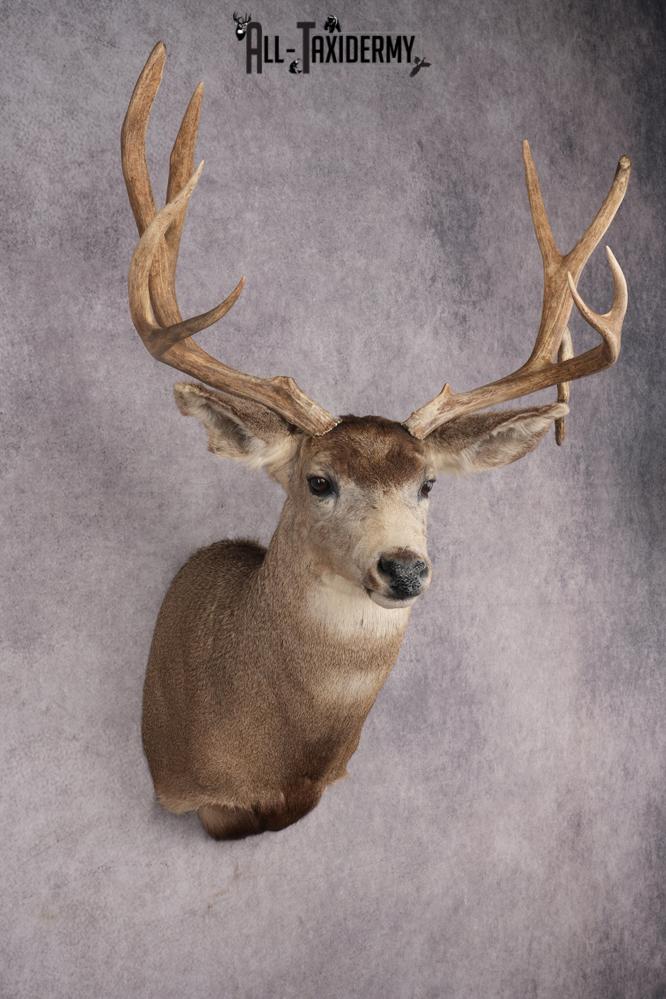 Mule Deer Shoulder Mount SKU 2898 - Image 6